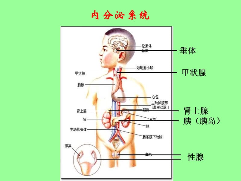 七年级生物激素调节7.ppt_第2页