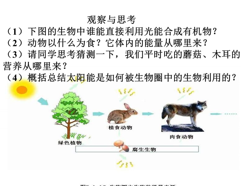 七年级生物绿色植物在生物圈中的作用2.ppt_第3页