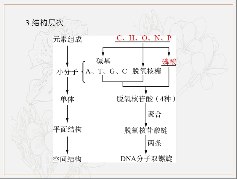 2020年高考生物一轮复习课件：必修2 第3章 第2、3、4节 DNA分子的结构、DNA的复制及基因是有遗传效应的DNA片段 .ppt_第3页