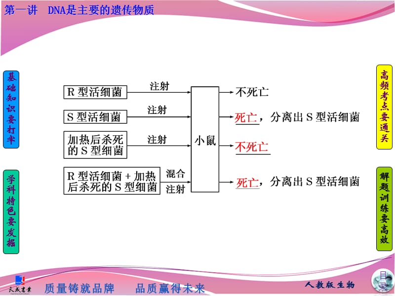 必修2 第二单元 基因的本质与表达.ppt_第3页