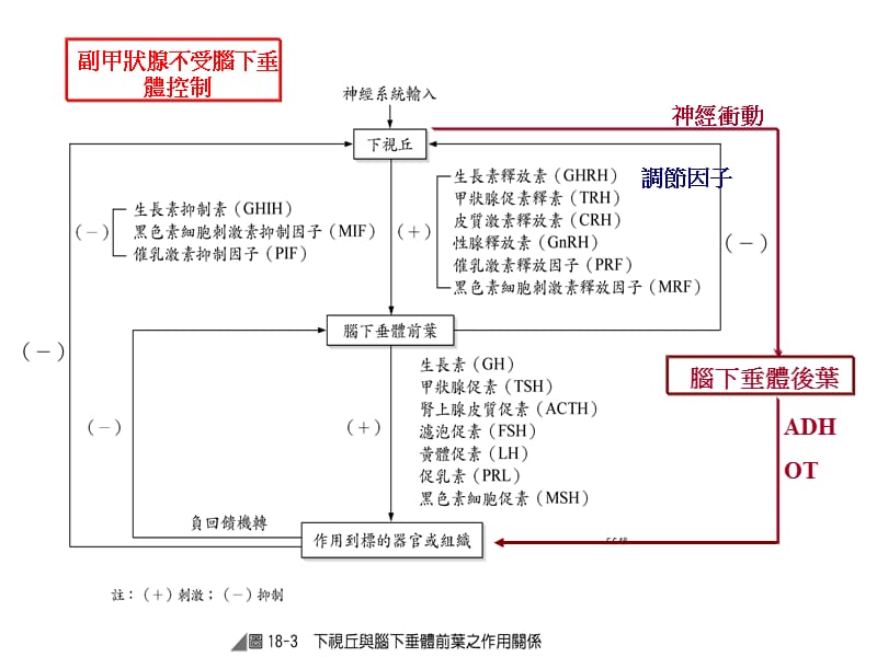 内分泌系统疾病之护理.ppt_第2页