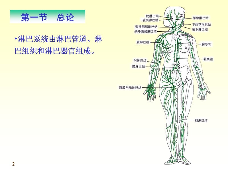 chapter12淋巴.ppt_第2页