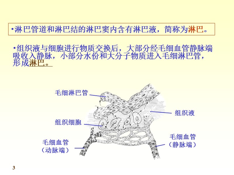 chapter12淋巴.ppt_第3页