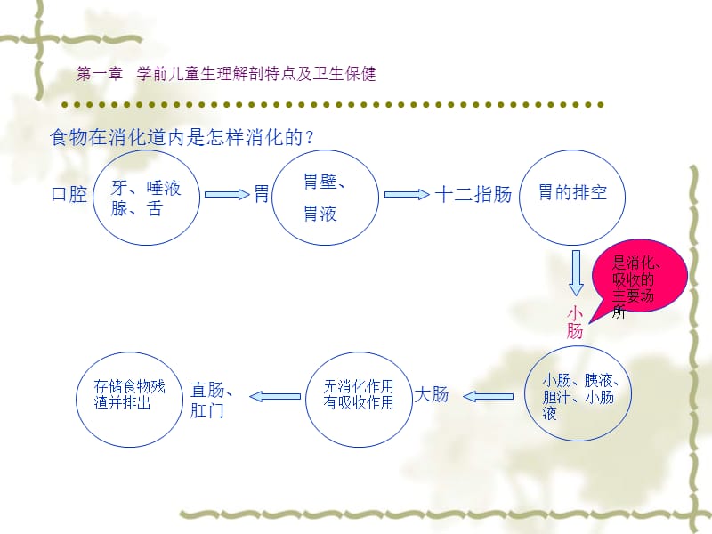 第一部分学前儿童生理解剖特点及卫生保健教学课件.ppt_第2页