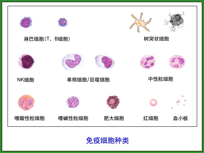 第十四部分免疫细胞的分离及其表面标志检测技术教学课件.ppt_第3页