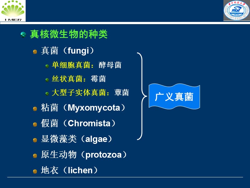 微生物课件 第三章第二节真核微生物.ppt_第3页