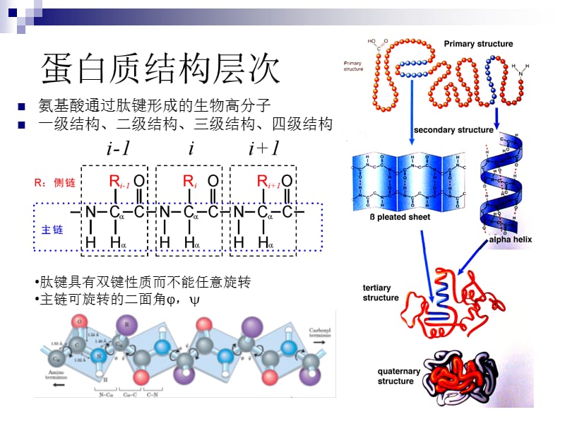 NMR方法解析蛋白质结构.ppt_第2页