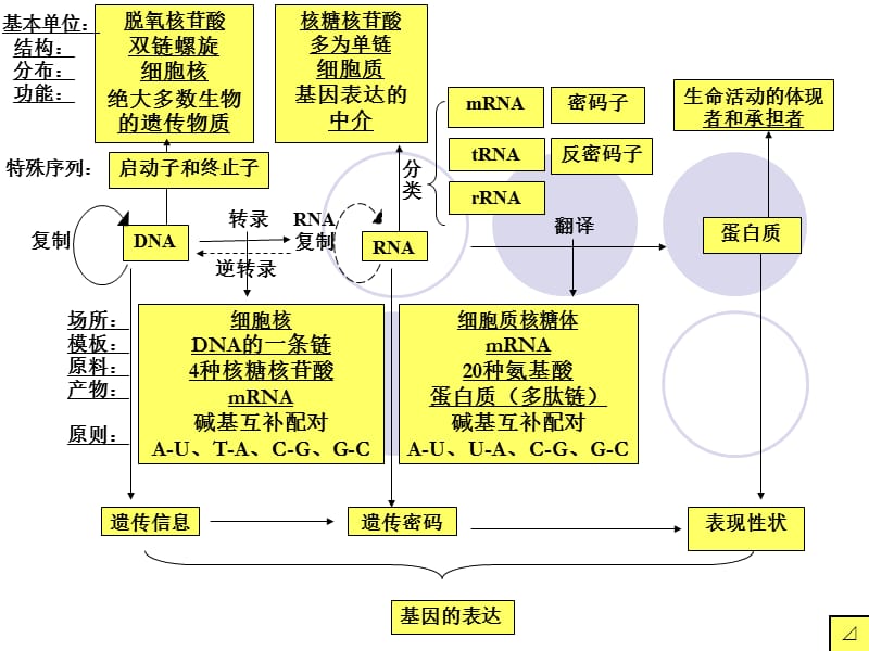 人教版教学课件高三第一轮复习课件《基因的表达》.ppt_第3页