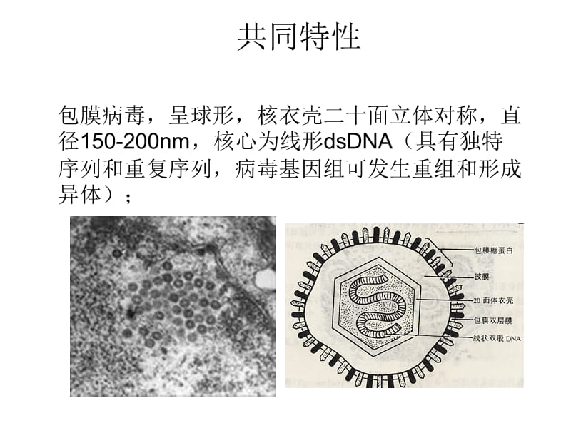 水痘带状疱疹病毒.ppt_第2页