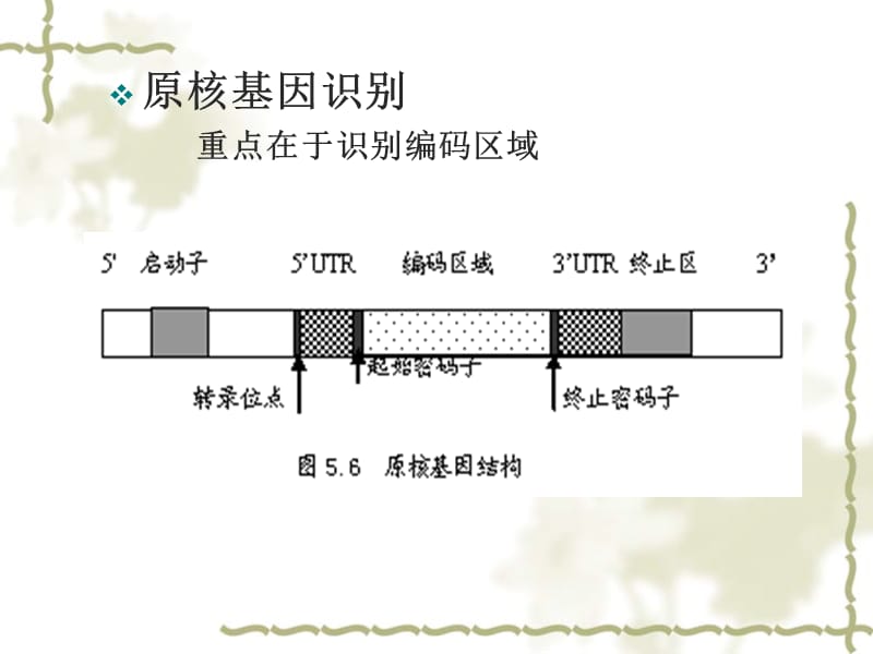 第五节基因识别.ppt_第3页