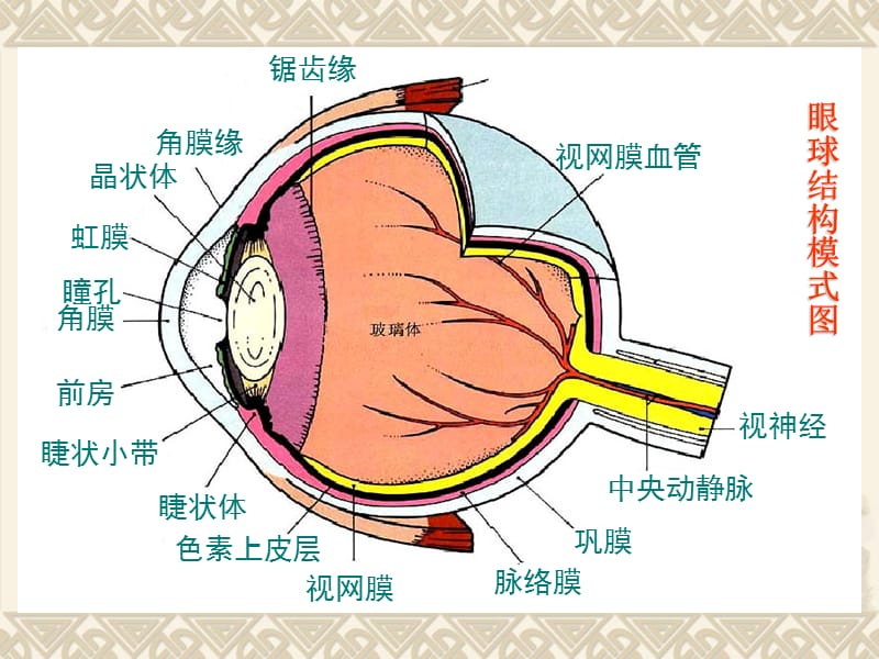 第十五章眼和耳EyeandEar.ppt_第3页