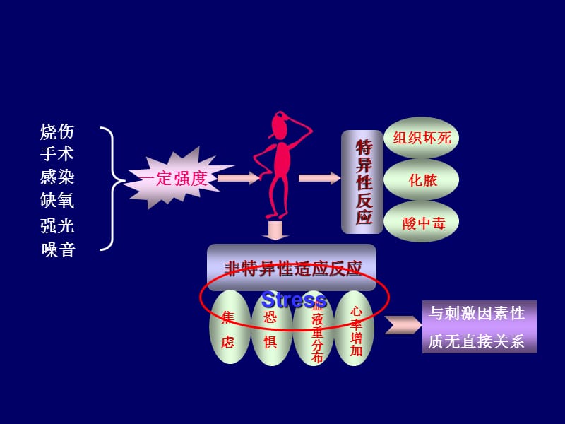 上海医学院课件--应激.ppt_第3页