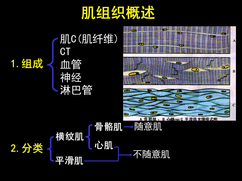 Jing 07 肌组织 公管.ppt_第2页