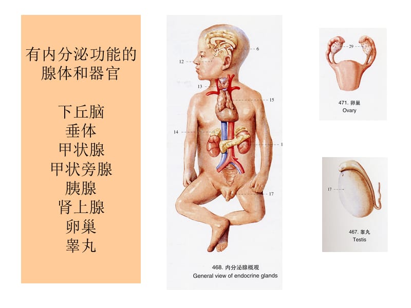 内分泌与遗传代谢缺陷病危象及处理(2009年急救学习班).ppt_第2页