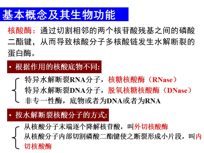 第二章基因工程的酶学基础.ppt_第2页