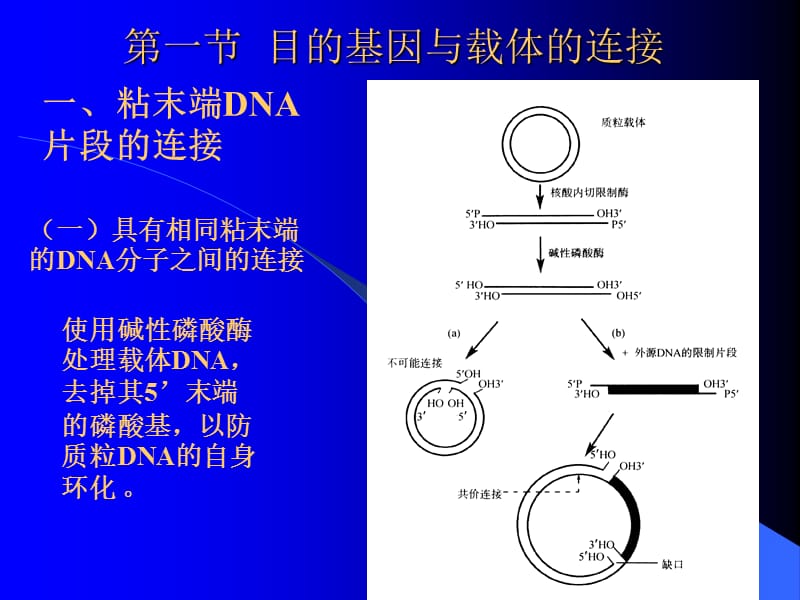 DNA重组和基因转移.ppt_第2页