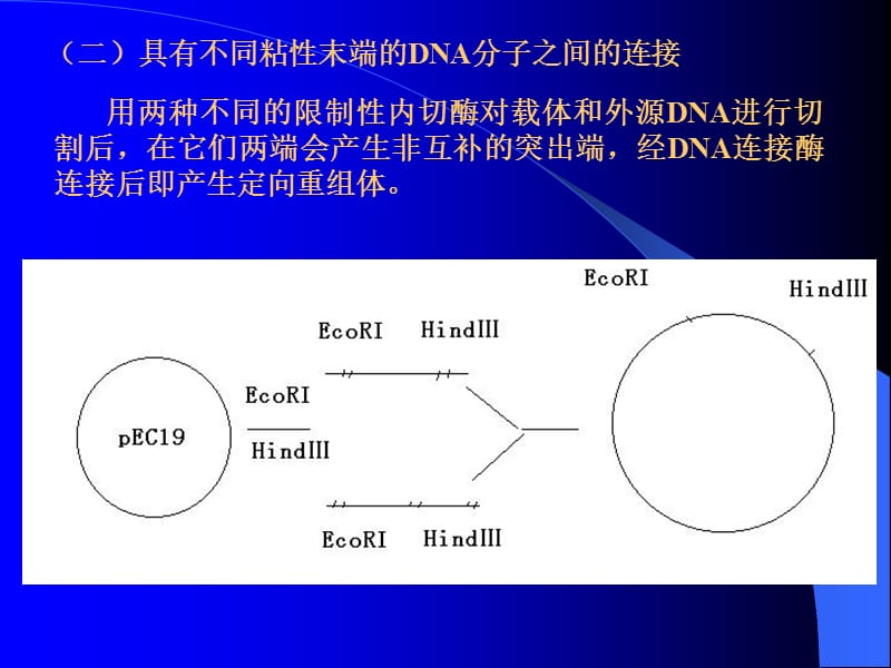 DNA重组和基因转移.ppt_第3页