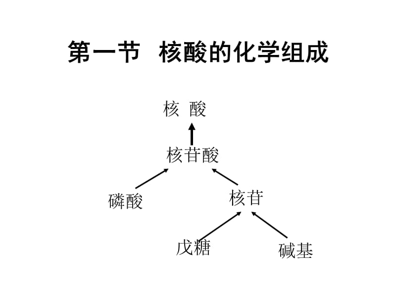 王镜岩生化课件06 核酸.ppt_第2页