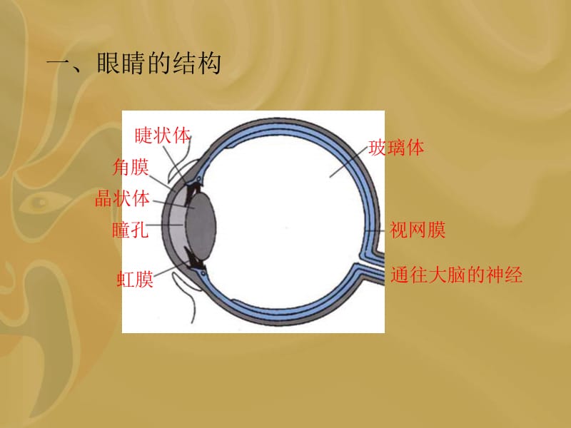 物理：3.4《眼睛和眼镜》课件1(人教版八年级上).ppt_第2页