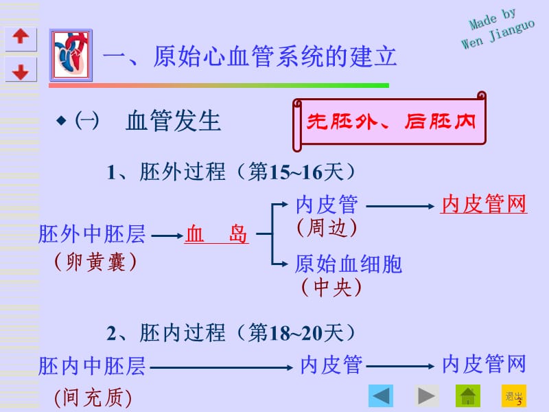 心血管系统的发生1.ppt_第3页