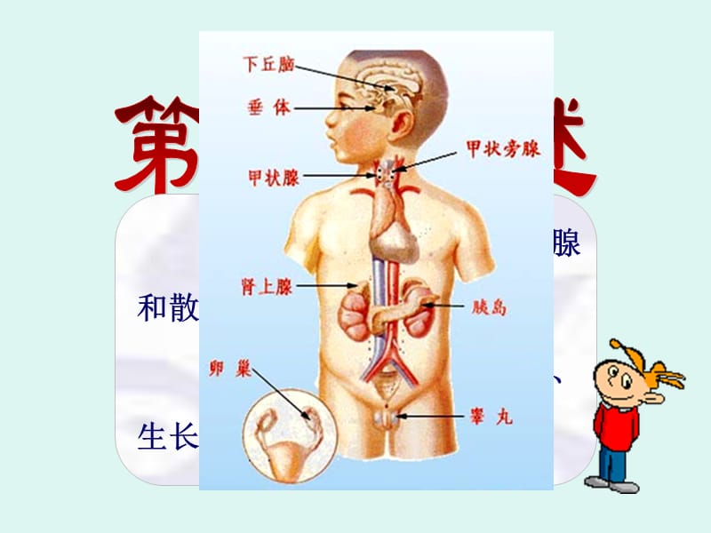 内分泌课件PPT.ppt_第2页