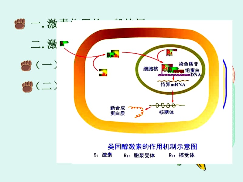 内分泌课件PPT.ppt_第3页