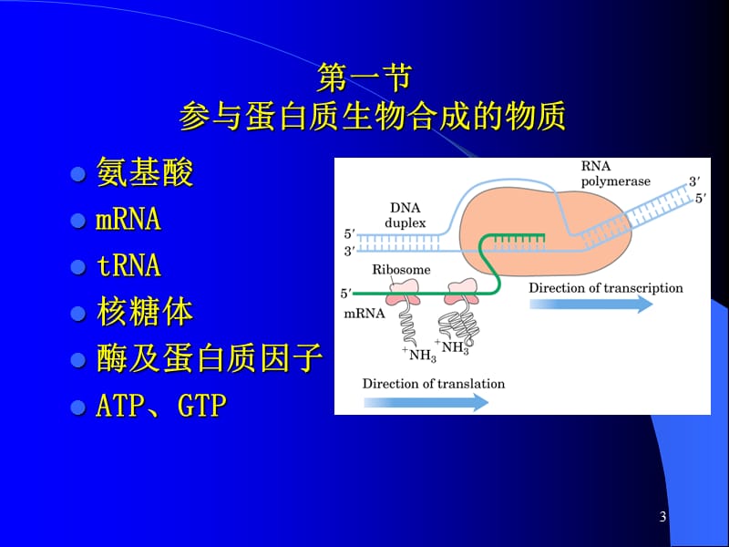 第十四章蛋白质的生物合成---翻译translation.ppt_第3页