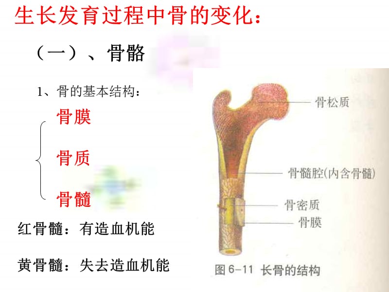 八年级科学骨和肌肉运动.ppt_第2页