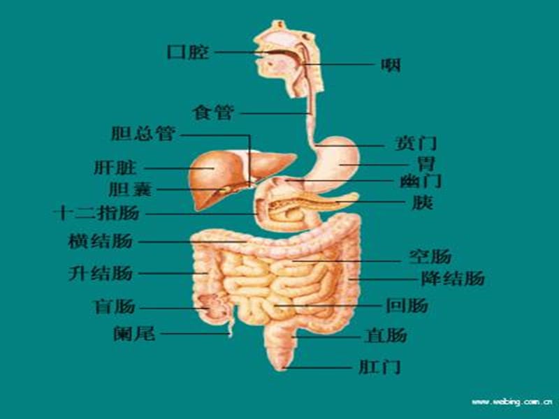 小肠内消化.ppt_第3页