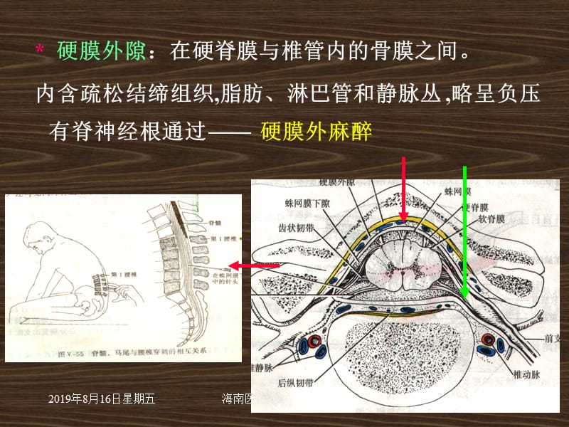 系统解剖 概要脑脊髓被膜 2.ppt_第3页