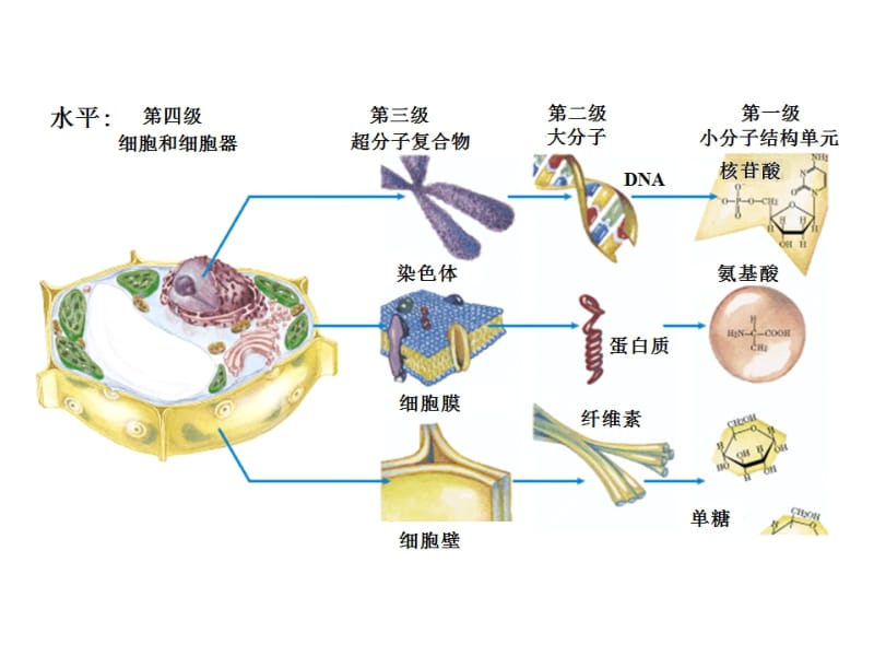 奥赛讲座(生物化学)(.ppt_第3页