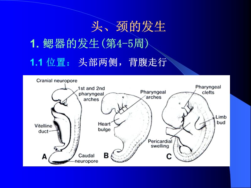 人体胚胎学.ppt_第2页