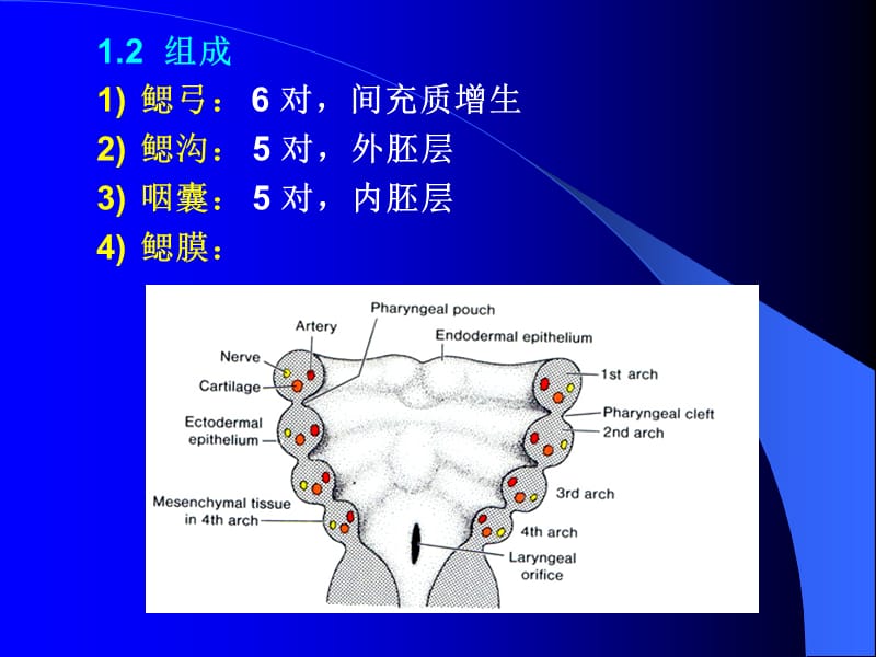 人体胚胎学.ppt_第3页