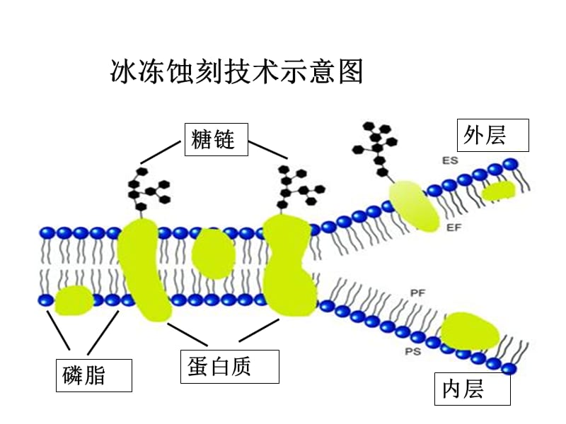 第二细胞膜的分子结构.ppt_第3页