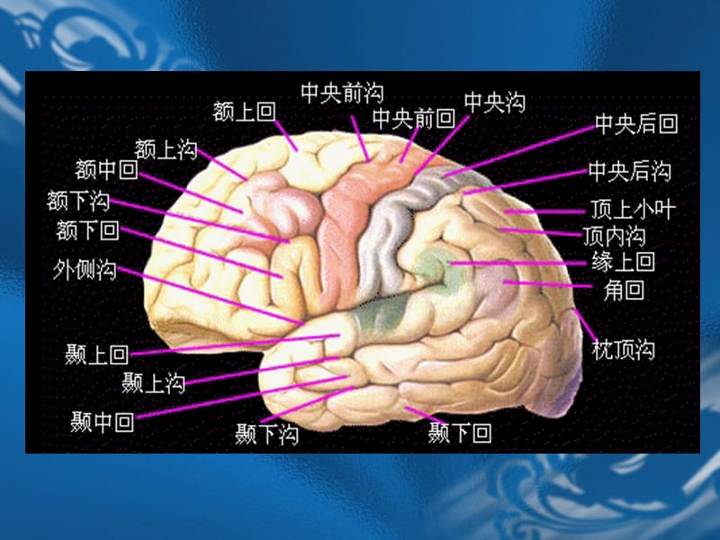 MRI解剖—颅脑.ppt_第3页