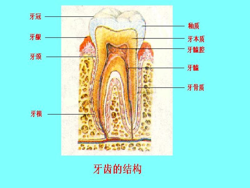 第二节食物的消化和营养物质的吸收.ppt_第3页