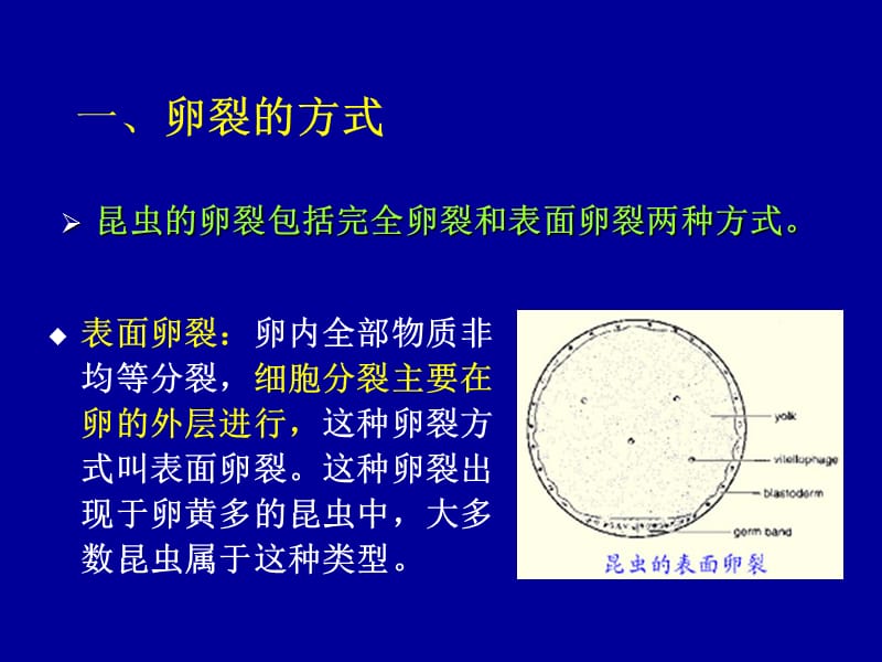 第十一部分昆虫的胚胎发育.ppt_第3页