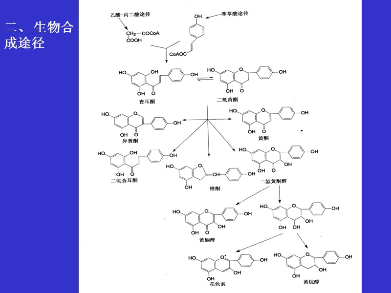 天然药化3.ppt_第3页