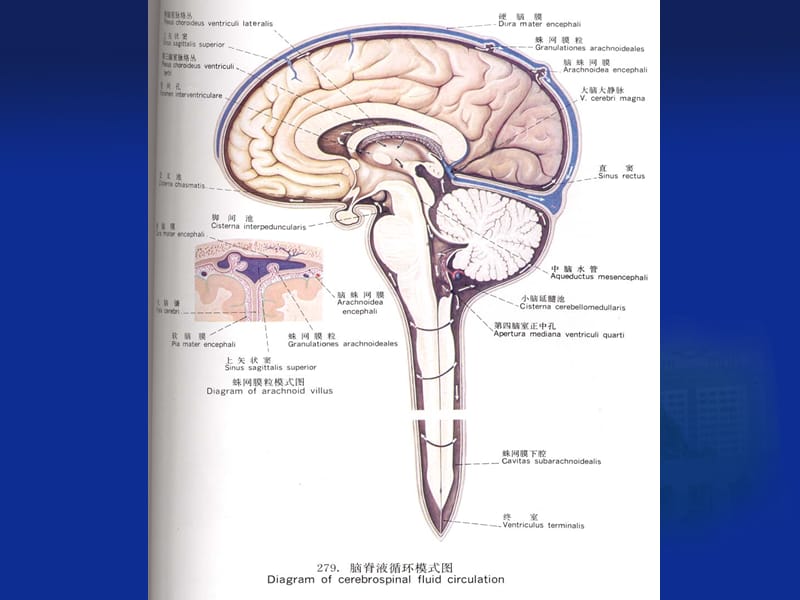 第十五章脑脊液检验Theexaminationofcerebrospinalfluid.ppt_第3页