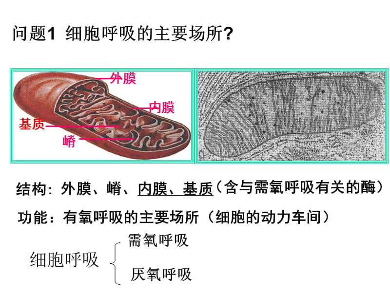 第四节细胞呼吸.ppt_第3页