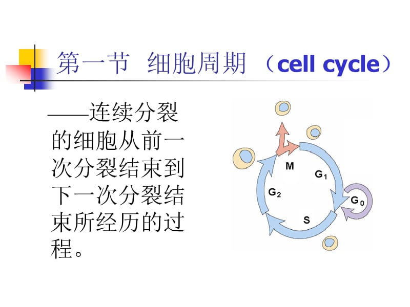 第十章细胞的增殖ppt课件.ppt_第3页