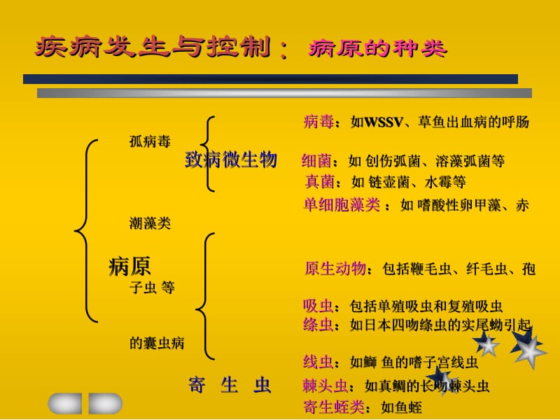 水产动物疾病的发生与控制.ppt_第3页