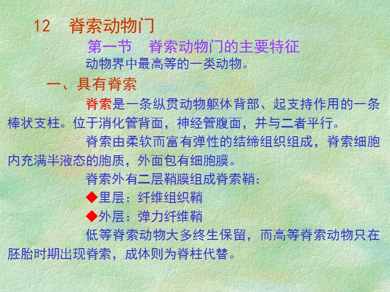 L脊索动物门(1).ppt_第2页