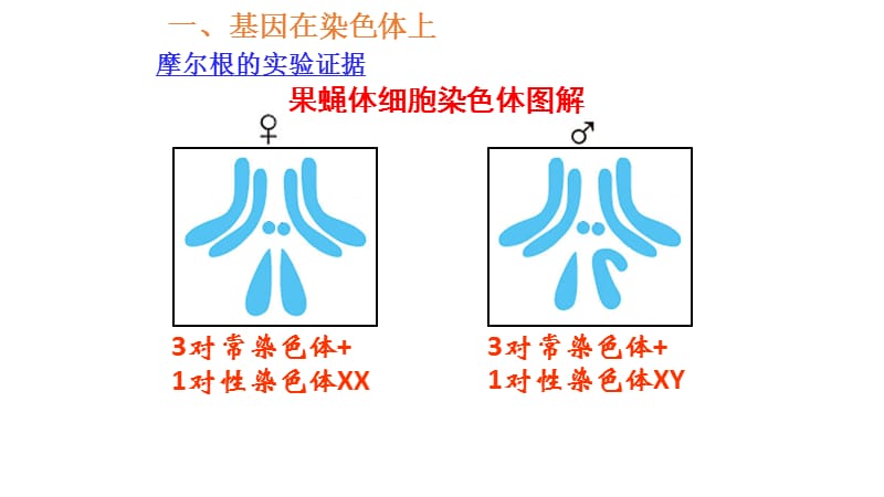 四川省成都市第七中学2015-2016学年人教版生物必修二复习课件：第二章 基因和染色体的关系(共22张PPT).ppt_第2页