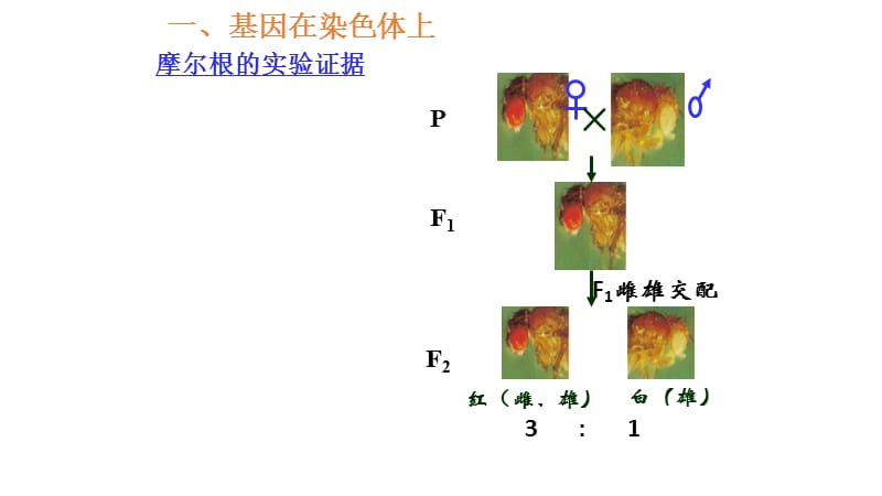 四川省成都市第七中学2015-2016学年人教版生物必修二复习课件：第二章 基因和染色体的关系(共22张PPT).ppt_第3页