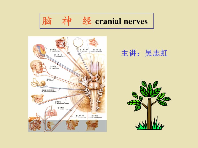 系统解剖 概要脑神经.ppt_第1页