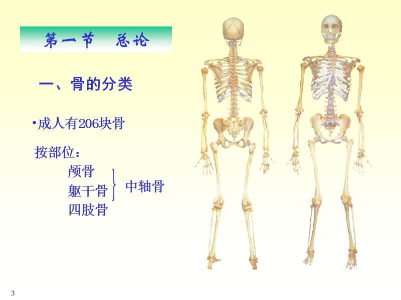 人体解剖骨学.ppt_第3页