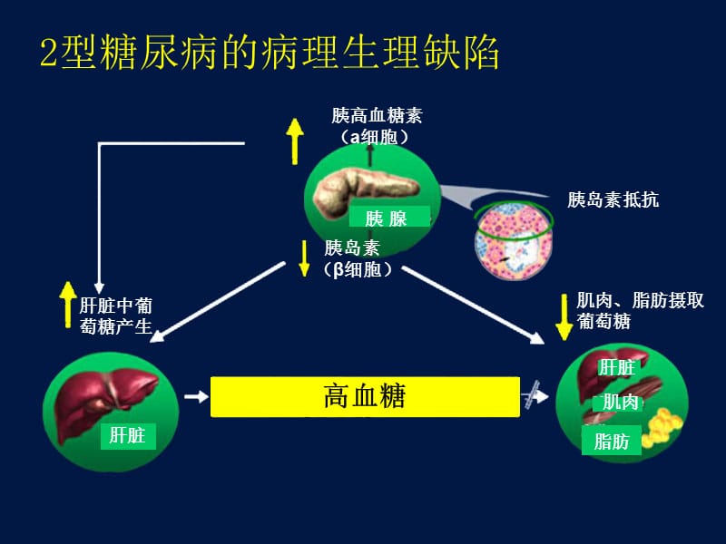 口服降糖药物应用.ppt_第3页