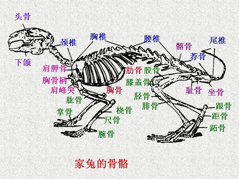 实验十一 家兔的骨骼.ppt_第2页