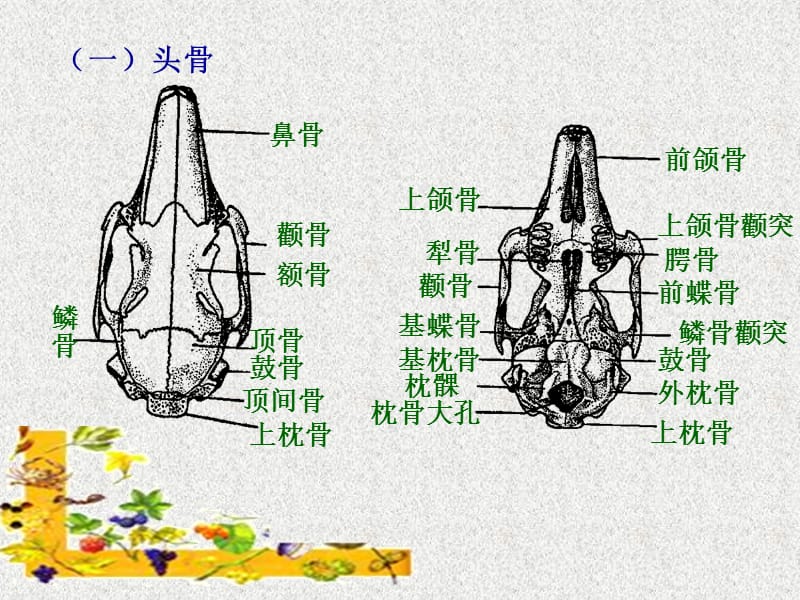 实验十一 家兔的骨骼.ppt_第3页